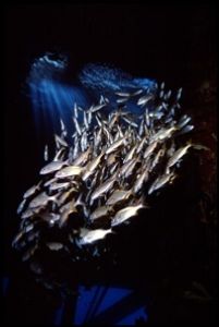 Shoal of Grunts taken under Town Pier, Bonaire - Nik F90X... by Andy Heath 